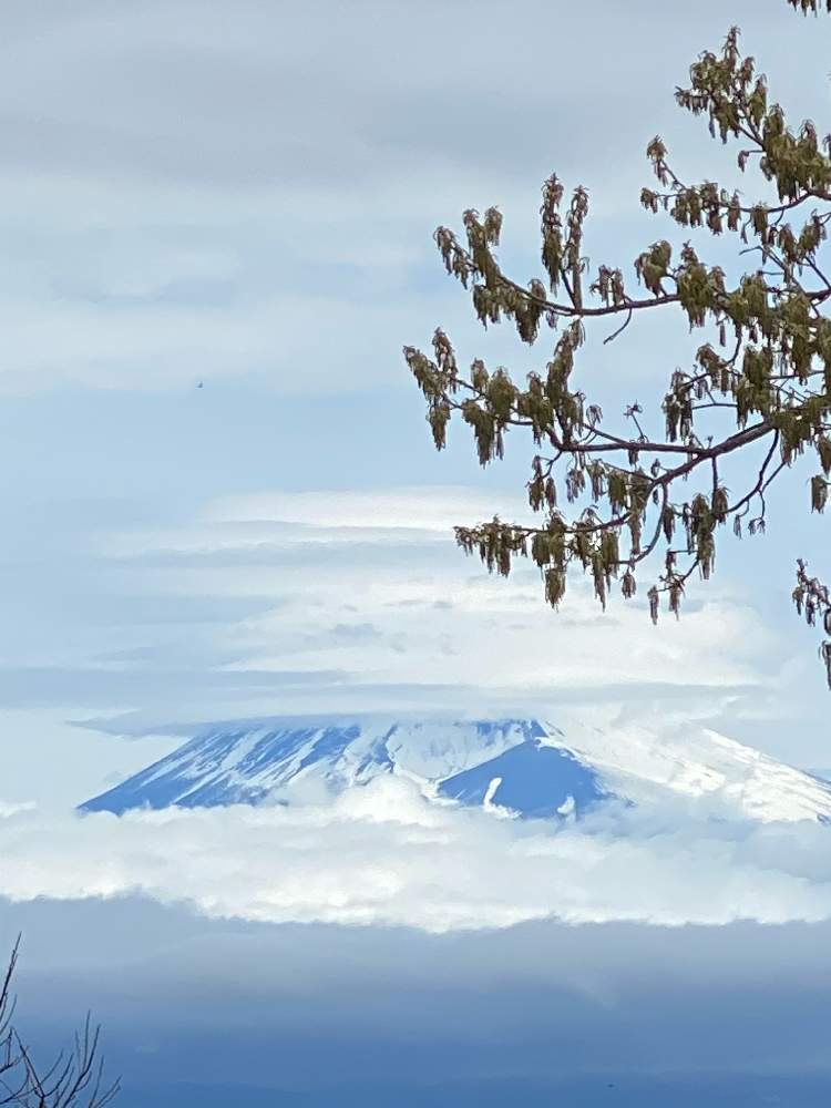 の画像 by 木猫さん | 空と富士山と自然はARTだ!と美‼️と2020.3月と山荘便りと春満開♪と99%の幸せと花のある暮らしとGREEN UP!
