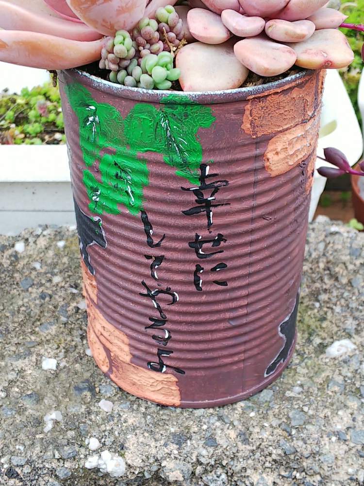 玄関の画像 by まりもさん | 玄関とリメ缶とセダム大好きと植中毒と埼玉県南部と多肉女子とタニラーと埼玉タニラー