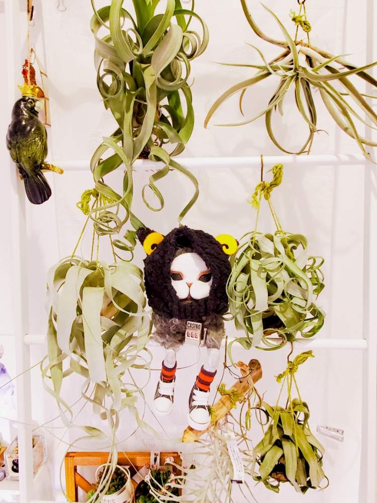 エントランスの画像 by _little_birdy_さん | エントランスと多肉植物とエアー プランツと室内組と多肉植物のある暮らしとエアープランツ/チランジアと経過観察