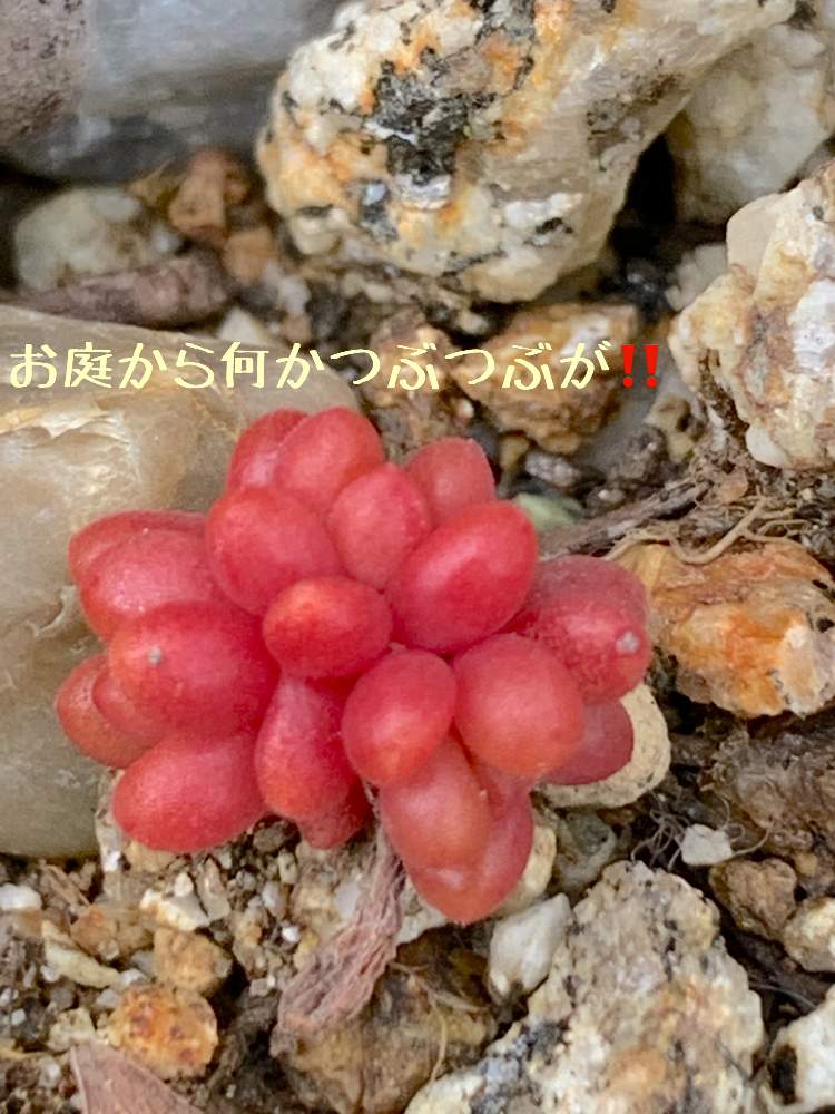 小さな庭の画像 by おすしさん | 小さな庭と多肉中毒と多肉植物と多肉大好きと植物中毒とつぶつぶの日と多肉生活と花のある暮らしと謎の多肉発見とタニク初心者