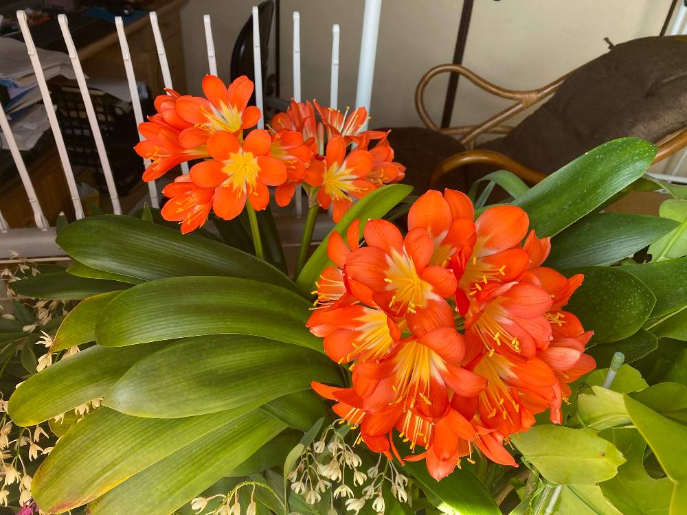 部屋の画像 by bukkieさん | 部屋とクンシランとボタニカルライフと植物男子とお庭のお花と緑のある暮らしとお庭の植物とガーデニングと花のある暮らし