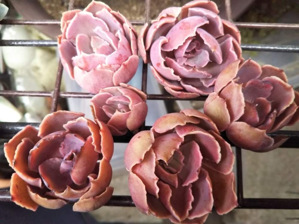エクステリアの画像 by はははさん | エクステリアと多肉屋敷と多肉植物とネオンブレーカーと観葉植物と群生とエケベリア属と紅葉多肉と群生派