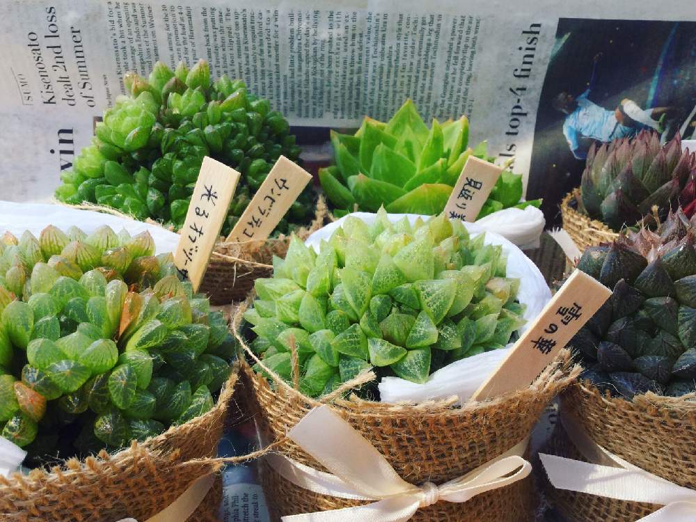 の画像 by 多肉植物専門店ビスタさん | 多肉植物と軟葉系ハオルチアと観葉植物とエケベリア女子と多肉女子と多肉植物とサボテンとガーデニングと珍奇植物と花のある暮らしと家庭菜園奮闘日記と多肉初心者