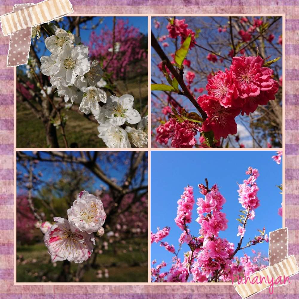 お出かけ先の画像 by るなにゃんさん | お出かけ先とももと古河総合公園と桃の花☆