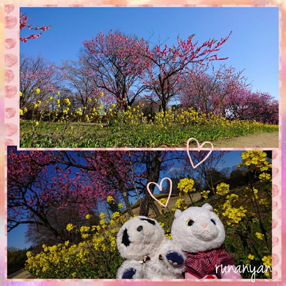 お出かけ先の画像 by るなにゃんさん | お出かけ先と菜の花とももとぬいぐるみと桃の花☆とみるくと菜の花♪と古河総合公園とぬい撮り