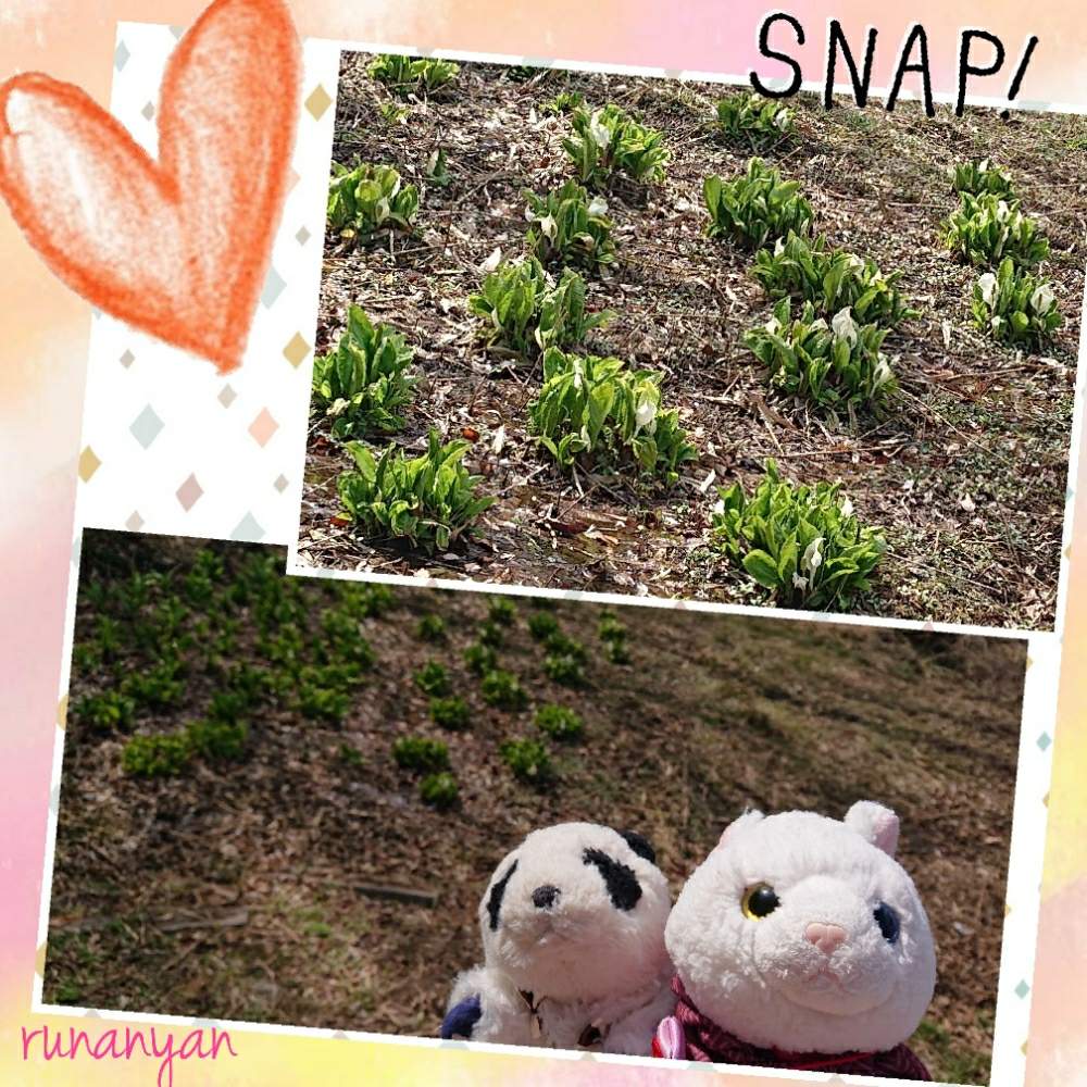お出かけ先の画像 by るなにゃんさん | お出かけ先と水芭蕉と万葉自然公園とぬいぐるみと水芭蕉の花とみるくとぬい撮り
