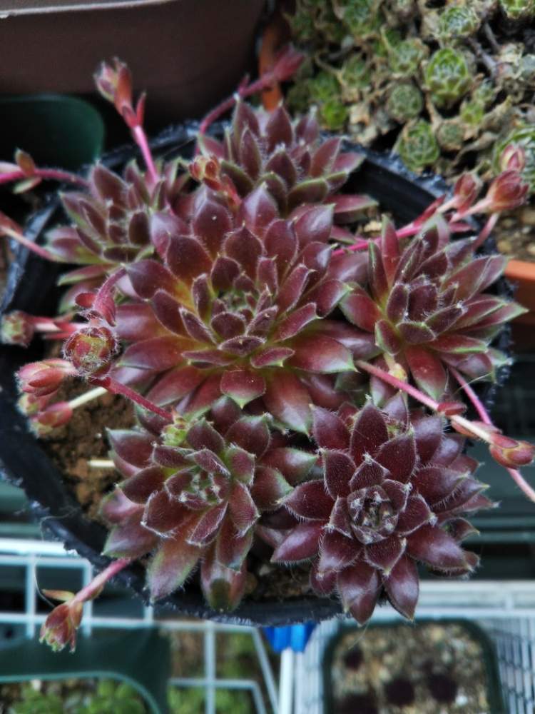 棚の画像 by はははさん | 棚と多肉屋敷と多肉植物と観葉植物とセンペルビウム属とアロス・と紅葉多肉と花のある暮らしと群生派とsempervivumとおうち園芸と多肉花壇とセンペルビブムと多肉棚