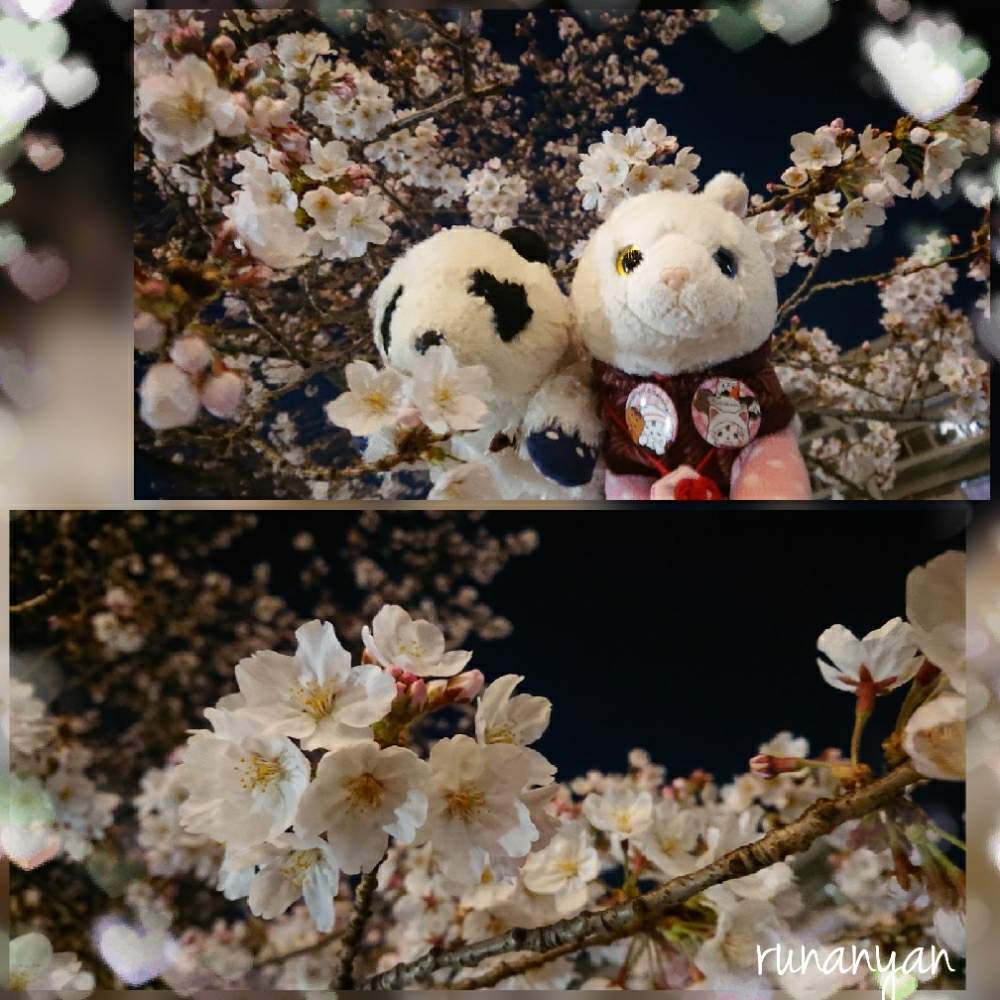 お出かけ先の画像 by るなにゃんさん | お出かけ先とソメイヨシノと花散歩と桜 ソメイヨシノとご近所さんぽ、とぬいぐるみと夜桜とご近所とみるくとさくらとぬい撮り
