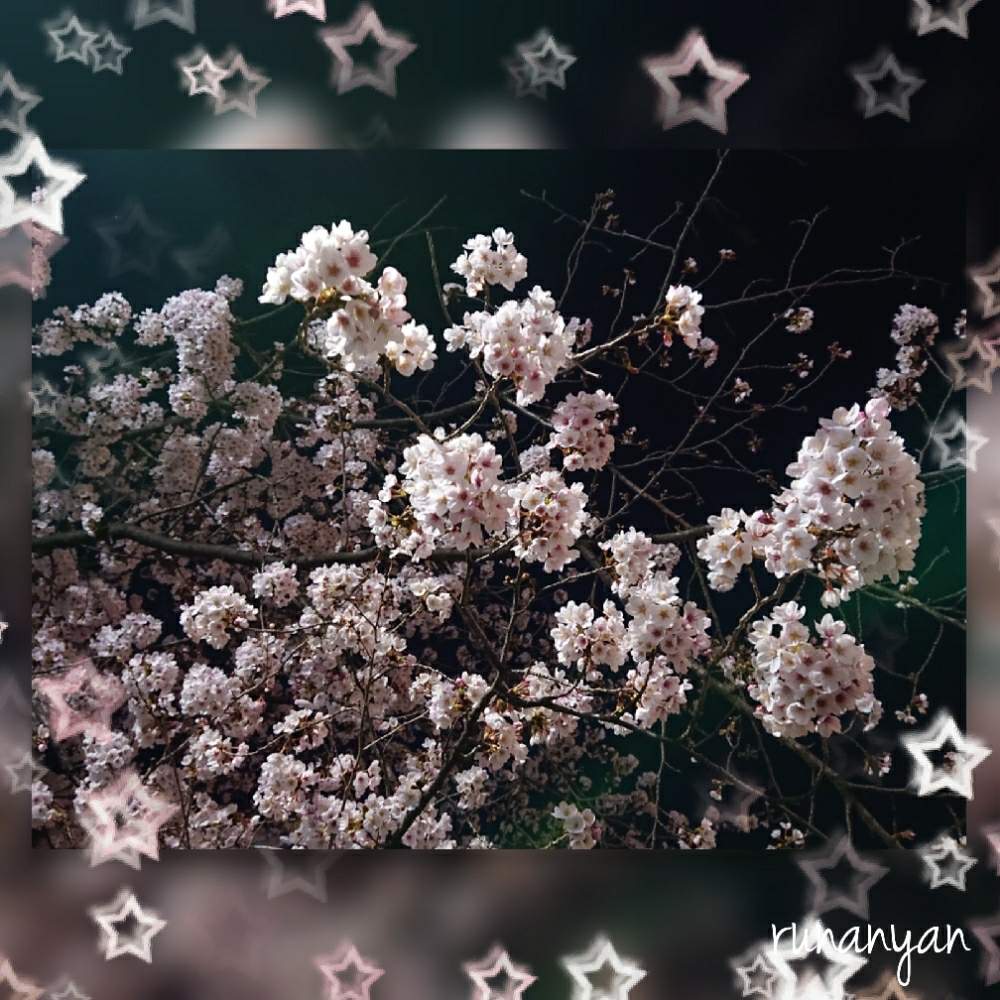お出かけ先の画像 by るなにゃんさん | お出かけ先とソメイヨシノと花散歩と桜 ソメイヨシノとご近所さんぽ、と夜桜とご近所