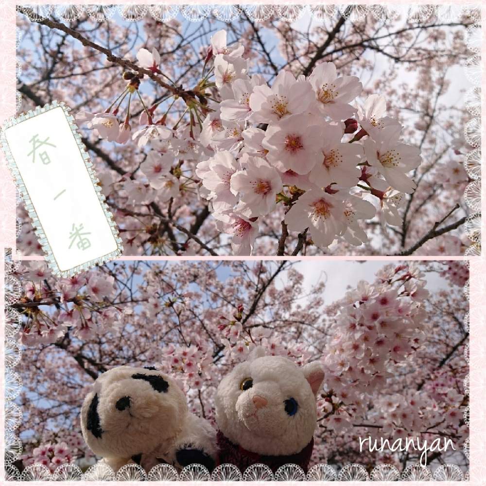 お出かけ先の画像 by るなにゃんさん | お出かけ先とソメイヨシノと花散歩と桜 ソメイヨシノとご近所さんぽ、とぬいぐるみとご近所とみるくとさくらとぬい撮り