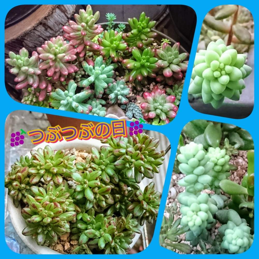 バルコニー/ベランダの画像 by のりっぺさん | バルコニー/ベランダとセダム 虹の玉 とセダム オーロラとセダム 乙女心とセダム ビアーホップとアエオニウム 小人の祭と春はもうすぐ♥️と朝晩…寒っ (((^^;)とつぶつぶの日と花のある暮らしと多肉ちゃん初心者と春♥️来てます!と楽しい園芸o(^o^)oとバルコニスト