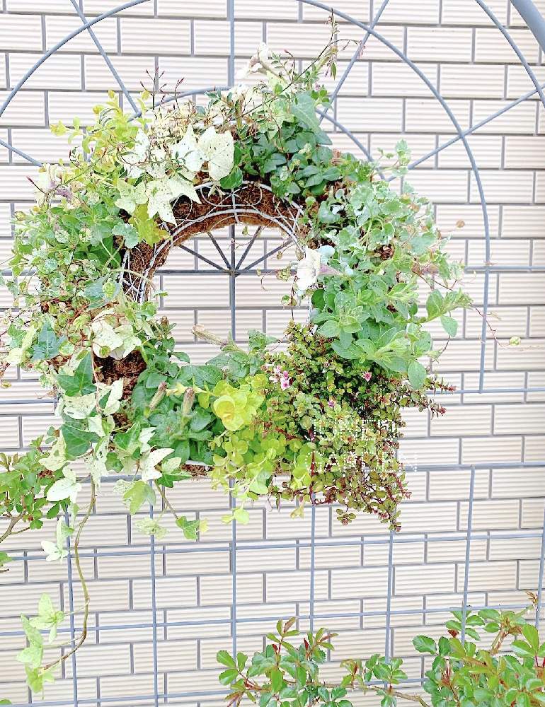 の画像 by juneさん | バスケットと寄せ植えとハンギングと植中毒とシックとリースとナチュラルスタイルと花のある暮らしとペチュニアの寄せ植えと大好きペチュニア&カリブラコアと咲いた!