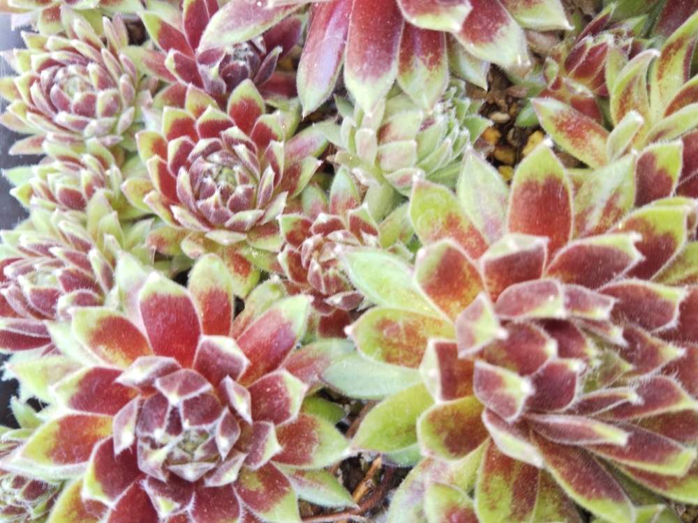 車庫の画像 by はははさん | 車庫と多肉屋敷と多肉植物と観葉植物とセンペルビウム属とガンマ・と紅葉多肉と花のある暮らしと群生派とsempervivumとおうち園芸と多肉花壇とセンペルビブムと多肉棚