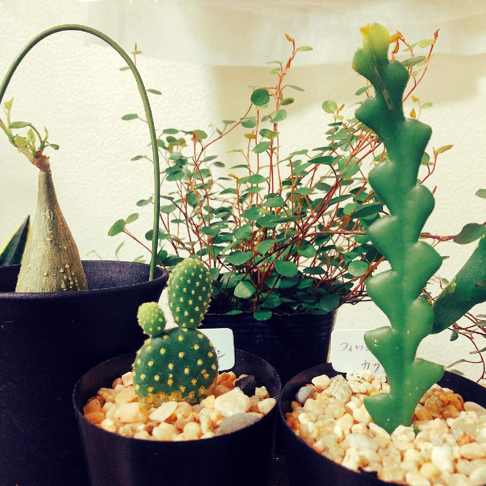 部屋の画像 by みちこさん | 部屋と多肉植物と観葉植物と植物のある暮らしと多肉ちゃんと植物大好きと観葉植物初心者と多肉のある暮らしと多肉好きな人と繋がりたいと多肉女子と多肉好きとタニラーと花のある暮らしと多肉多肉多肉
