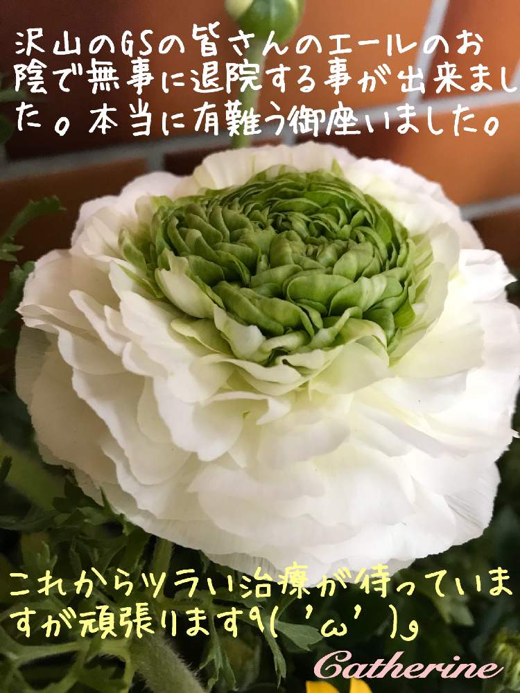 部屋の画像 by キャサリンさん | 部屋と皆様、ありがとうと皆んなで頑張りましょう٩( ᐛ )وと心の支えとGS大好きと感謝とありがとうと被災地に祈りをとコロナウィルスな負けるな!と病気に負けないぞ!