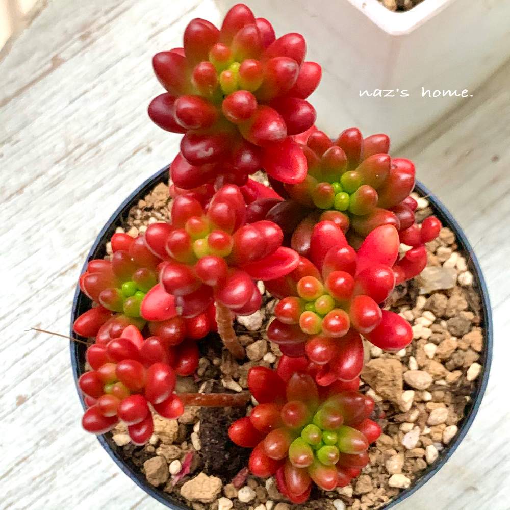 の画像 by なず家さん | セダム属と多肉植物と 虹の玉と多肉のある暮らしとつぶつぶの日と多肉女子とNo多肉,No Life.とおいしそう✨