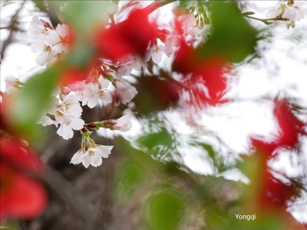 お出かけ先の画像 by ゆうき wojiao yongqiさん | お出かけ先と2020桜フォトコンとコラボとさくらさくら咲け咲けさくらと旅立ちとボケの花♡と早く日常の生活にと単焦点☆老眼鏡使用と春を感じる