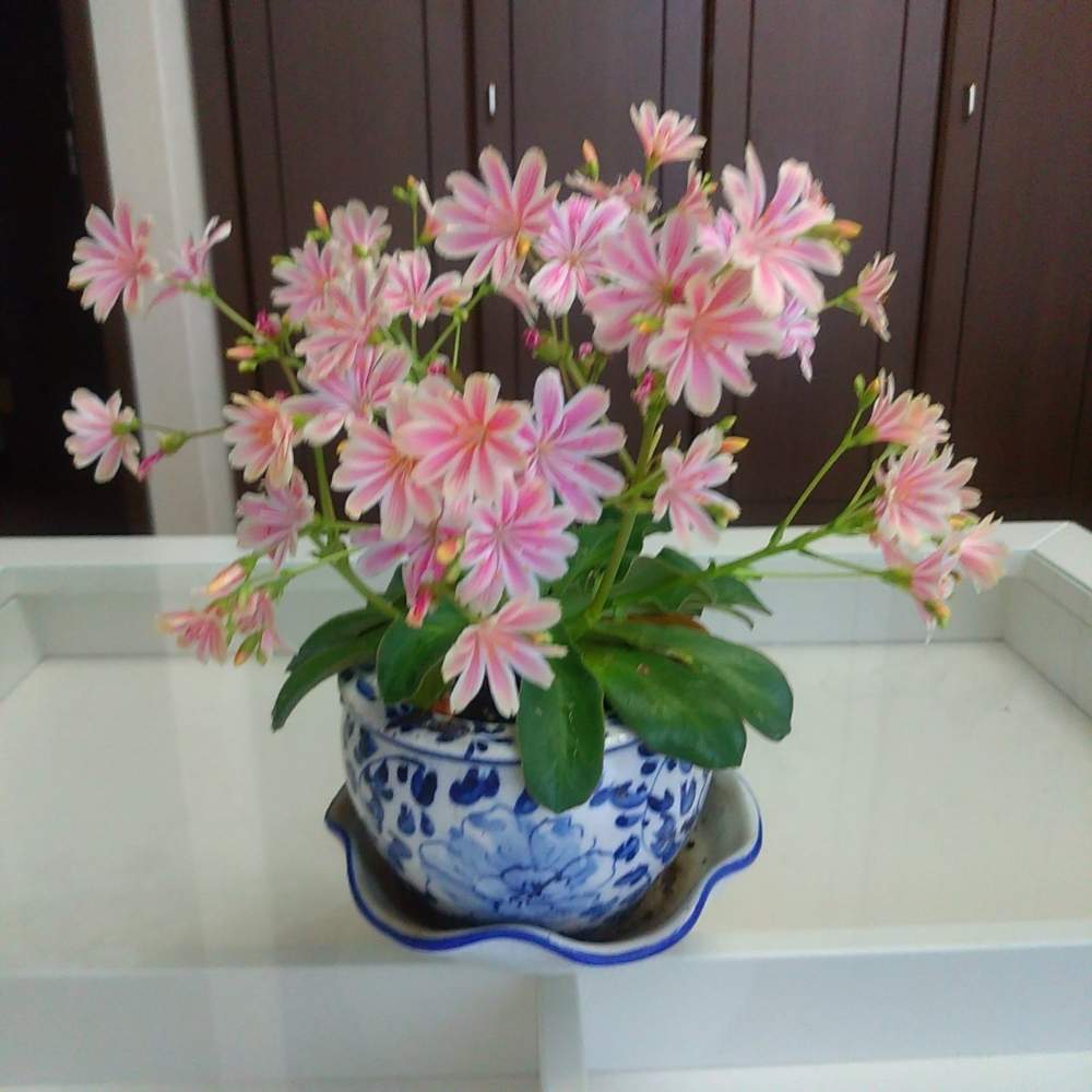 部屋の画像 by あっこ☘️さん | 部屋とレウィシアとピンクの花と緑のある暮らしと鉢植えと癒し…♡と花のある暮らしとGSアダルトチームとかわいいな♡と庭作業