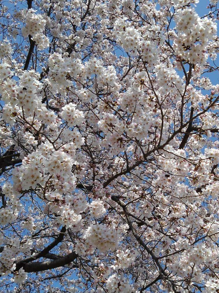お出かけ先の画像 by 香代子ね✨さん | お出かけ先と桜 満開と2020桜フォトコン