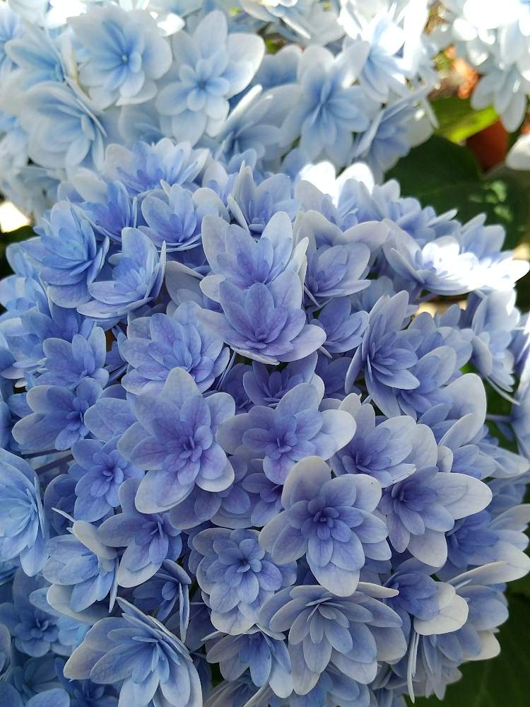 小さな庭の画像 by cocoroさん | 小さな庭とGardenと園芸とはなまっぷとマイガーデンと季節の花とあじさい。と紫陽花が好きと可愛いと花好きとガーデニングと花のある暮らしと見てるだけで幸せ