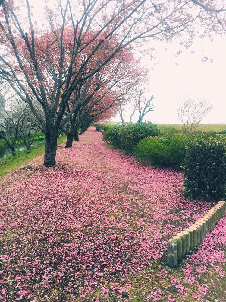お出かけ先の画像 by kiyo.yokoさん | お出かけ先と陽光桜とさくら サクラ 桜とパンダ???と2020桜フォトコンと自然美とかわいいな♡とレッツゴー三匹とiPhone撮影とGS植物うちなーぐち会とピンクパンダー祭とあれよ アレ
