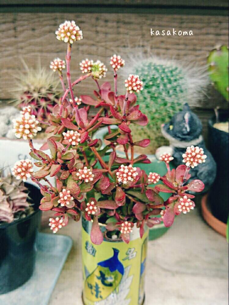 小さな庭の画像 by kasakomaさん | 小さな庭と紅稚児と多肉植物とクラッスラ属と多肉植物のすてきアレンジと多肉のある暮らしと植中毒とタニラーと鉢植えともったいない鉢と福岡タニラー