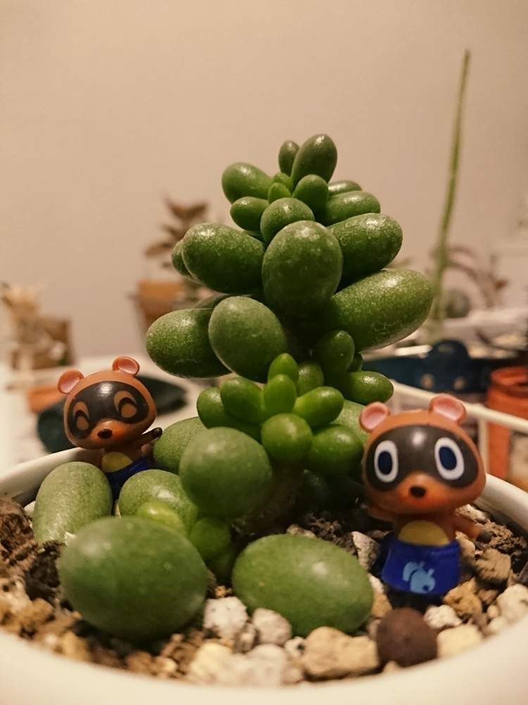 部屋の画像 by Cicelyさん | 部屋と緑亀の卵と多肉植物とみどりのある暮らしとつぶつぶの日