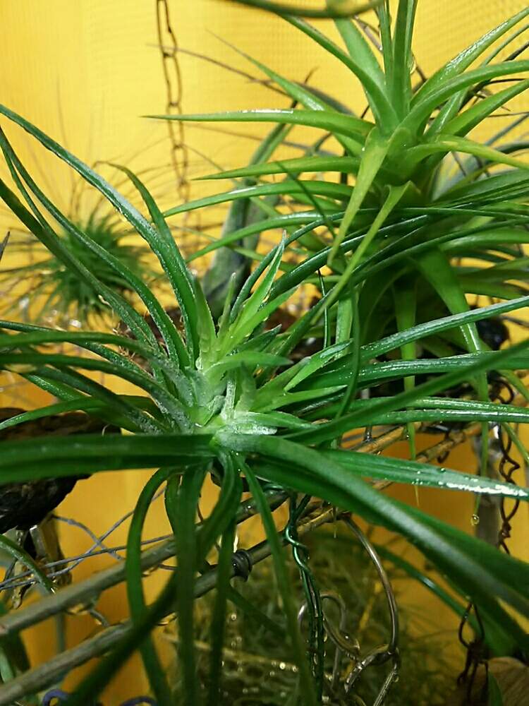 部屋の画像 by あかはつさん | 部屋とチランジア ストリクタと着生植物と観葉植物と素晴らしき個性✨とエアプランツとエアープランツ/チランジア