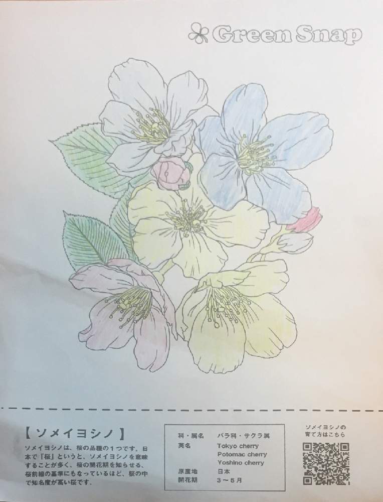 の画像 by ner0l1さん | ソメイヨシノと子どもとおうち園芸とぬりえdeおべんきょうと『おうち園芸』フォトコンテスト