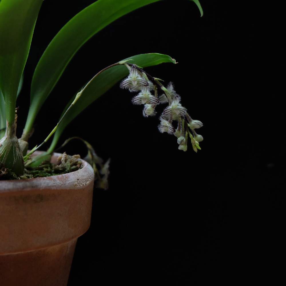 部屋の画像 by neco.さん | 部屋とbotanicallifeと蘭タイムと洋蘭とplantlifeと植物のある暮らしとボタニカルライフとorchidとbotanicalと蘭のある暮らしと花のある暮らしとplantlover