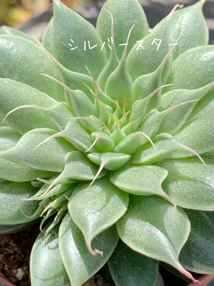 小さな庭の画像 by おすしさん | 小さな庭と多肉中毒と多肉植物とシルバースター☆とグラプトべリア属と多肉大好きと癒しと今日の一枚と植物中毒と朝が好きと多肉生活と花のある暮らしとタニク初心者