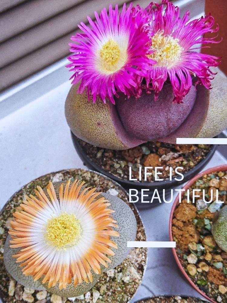 の画像 by たやさん | 開花と春のお花と多肉の花と男前植物とプレイオスピロス属とメセンと帝玉の花と多肉のある暮らしとコノフィツム属と帝玉 紫帝玉と成長記録と珍奇植物と花のある暮らしと✨たやBEST✨とコロンコロンと 帝玉と紫帝玉の花と✨帝玉✨と✨紫帝玉✨