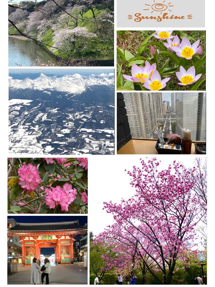 お出かけ先の画像 by ロンちゃんさん | お出かけ先とライラックワンダーと好きな花と2020東京花見旅行と北海道の主峰旭岳とGS日和と北海道に来て下さいと北海道は元気です。とiPhone 11PROで撮影と花のある暮らしと北海道ラブ