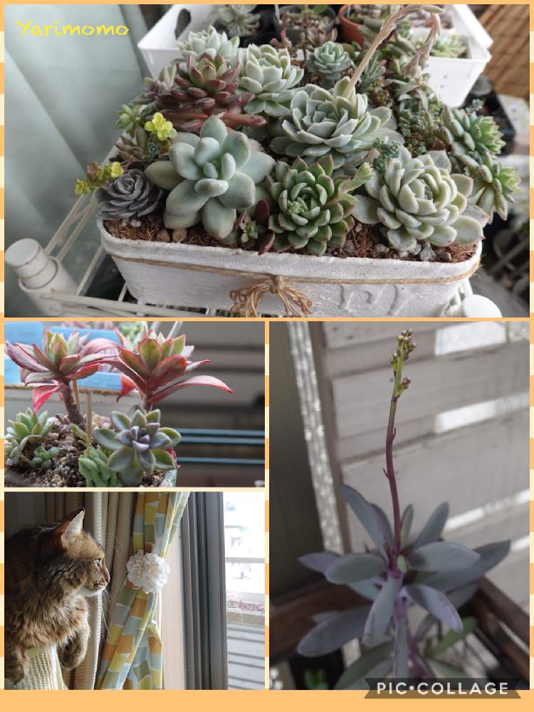 の画像 by やりももさん | 紫蛮刀とメキシカンスノーボールとtamazoとミニルエラと多肉植物とネコのいる暮らしと花芽発見!と多肉の寄せ植えとベランダガーデンと多肉とネコと多肉寄せ植えとやりももの寄せ植え11とやりももの寄せ植え48と多肉ケーキ