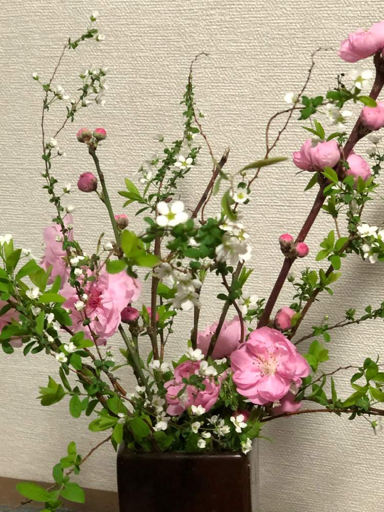 玄関の画像 by キミさん | 玄関と雪柳と桃の花と春のお花と雨の朝とキラキラ✨とありがとう♡とキレイ☆と感謝とピンク❤︎ピンクとおうちフラワーフォトコンテストと元気!と今日も元気でとオリンピックのサルビアを救いたいと綺麗な色♡と花のある暮らしと色がキレイと今朝の1枚とあめふりとかわいい❤と素敵とこういう時こそお花を飾ろうと花いっぱいプロジェクトといつも心に花束を