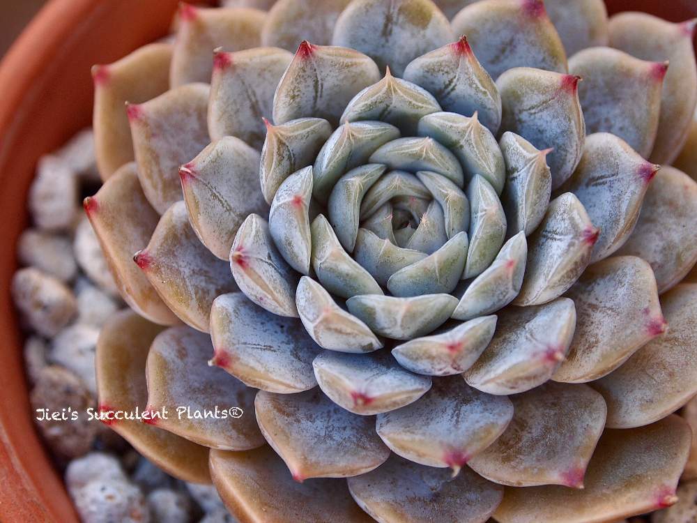 小さな庭の画像 by Jieiさん | 小さな庭と多肉とJiei's Succulent Plantsと多肉植物と多肉男子とボタニカルボーイとJiei's Garden Storyと植物男子と相模原植物男子とJiei's Garden®︎とわが家の多肉スペースとGS映えとJiei's Decorationと今日の一枚とJiei's DesignとJiei's CollectionとJiei's Echeveria Collection®︎と珍奇植物とJiei's Share Happiness®︎とBotanical Boy