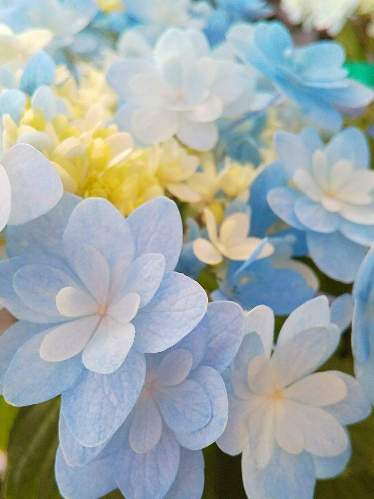 お出かけ先の画像 by たまごさん | お出かけ先と水色の花と綺麗な花とアジサイ 紫陽花と花のある暮らしとかわいい花