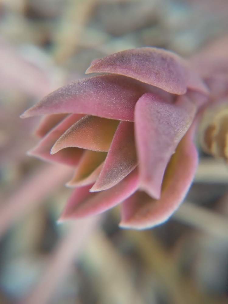 小さな庭の画像 by はははさん | 小さな庭と多肉屋敷と多肉植物と観葉植物とアプテニア属と紅葉多肉とベビーサンローズ バリエガータと花のある暮らしと群生派