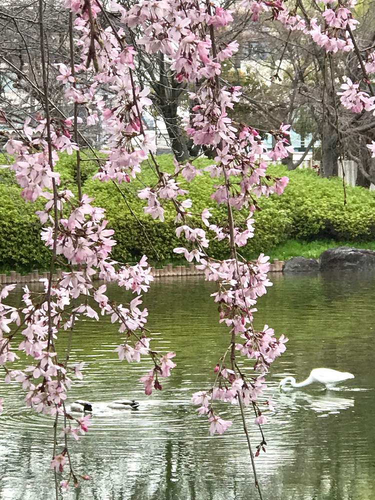 お出かけ先の画像 by やあさん | お出かけ先とお散歩と2020桜フォトコン