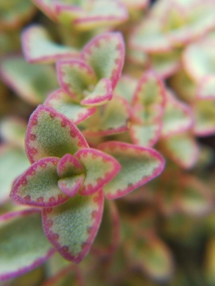 棚の画像 by はははさん | 棚と多肉屋敷と多肉植物と観葉植物とクラッスラ属とリトルミッシー・と紅葉多肉と群生派