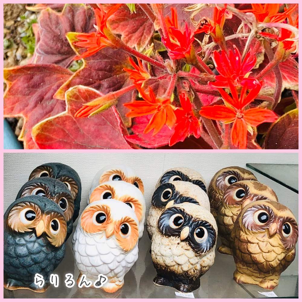 の画像 by らりるん♪さん | もみじ葉ゼラニウムとカラーリーフとらり♪フクロウと もみじ葉ゼラニウムと幸せを呼ぶフクロウ祭りとフクロウ祭