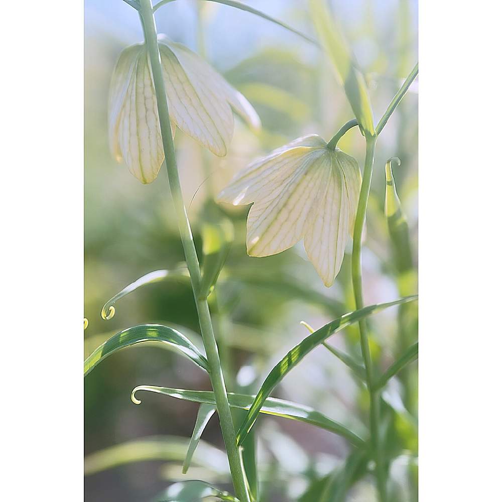 の画像 by nesoさん | バイモと東京都薬用植物園と山野草とローカルカメラマンかな?!(笑)とベイヤーと晴れた日は逆光がお好きと日曜にこにこ猫目線