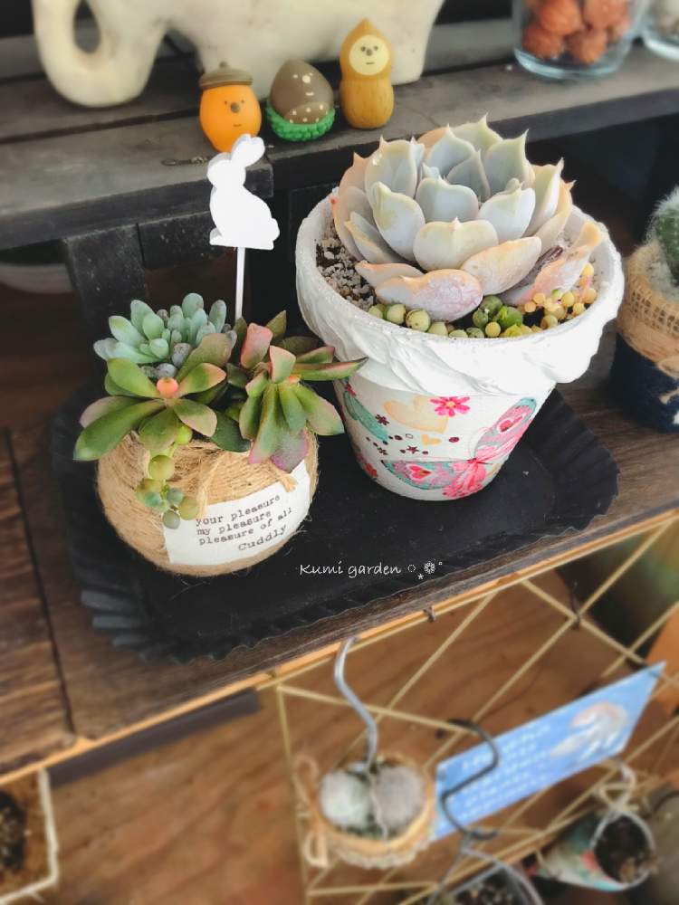 小さな庭の画像 by くみ ͙❁さん | 小さな庭と多肉植物と植物のある暮らしとがんばれ 千葉!!とリメ瓶と多肉大好きと寄せ植えと多肉植物寄せ植えと多肉植物のすてきアレンジとくみのリメ鉢と多肉女子とリメ缶・リメ鉢とがんばろう福島と災害に負けるな❗とガーデニングと花のある暮らしとオーダー品と多肉寄せ植えとりばちゃんのリメ鉢