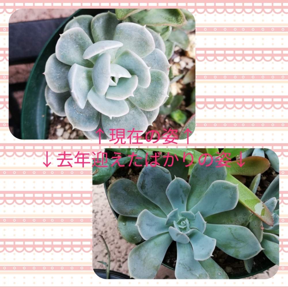 バルコニー/ベランダの画像 by マカロニさん | バルコニー/ベランダと多肉植物と元気だしてと今日もふぁいと!と大切に育てたい!と花のある暮らしと多肉初心者と花も多肉も好き