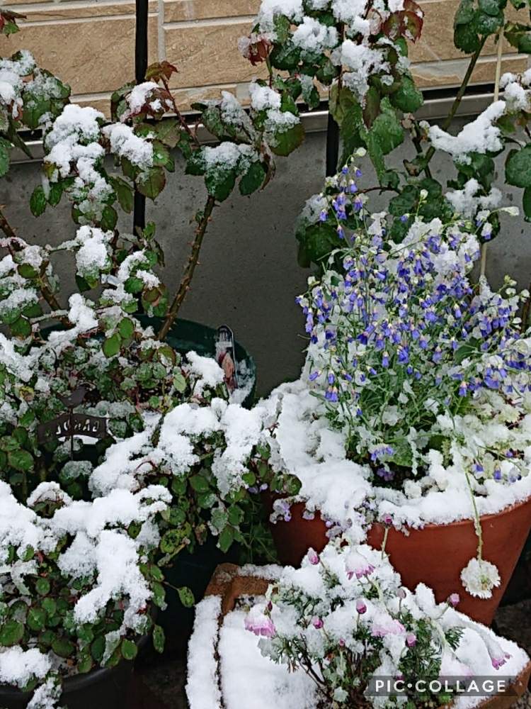 玄関の画像 by さちべさん | 玄関と季節外れの雪と元気になったよと優しい心と愛犬キュウタロウと花のある暮らしとGSの皆様に感謝と可愛そう