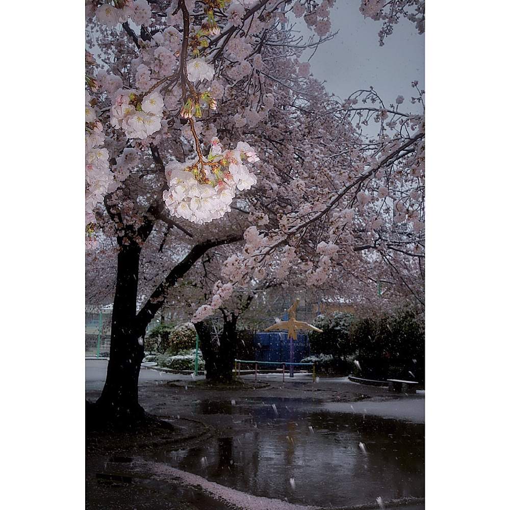 の画像 by nesoさん | ソメイヨシノとさくら サクラ 桜とローカルカメラマンかな?!(笑)とベイヤーと桜祭り2020