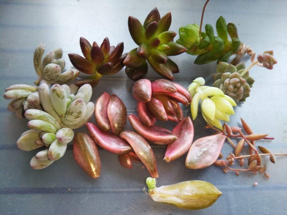 部屋の画像 by はははさん | 部屋と多肉屋敷とセダム属と多肉植物と観葉植物とグラプトペタルム属とグラプトベリア属とレノフィルム属と紅葉多肉と花のある暮らしと群生派
