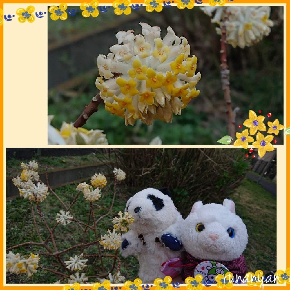 お出かけ先の画像 by るなにゃんさん | お出かけ先とミツマタと花散歩とご近所さんぽ、とぬいぐるみとご近所とミツマタの花とみるくとぬい撮り
