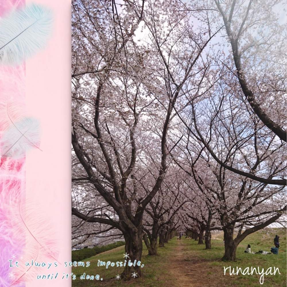お出かけ先の画像 by るなにゃんさん | お出かけ先とソメイヨシノと花散歩と桜 ソメイヨシノとご近所さんぽ、とご近所とさくら