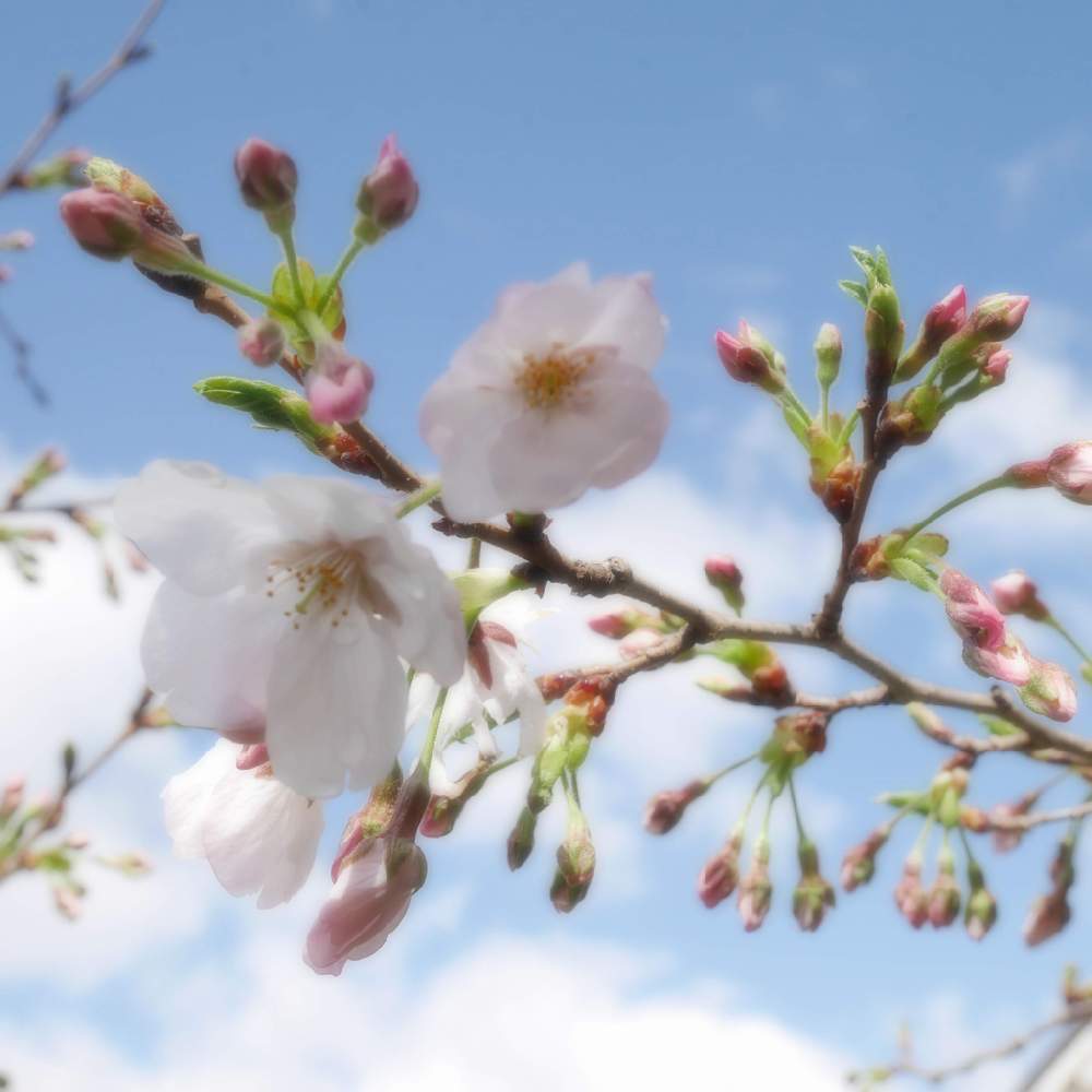 小さな庭の画像 by 由美子さん | 小さな庭とさくら サクラ 桜と桜なかま集めと2020桜フォトコンと桜祭り2020とゆみさんちの庭あそびとLUMIX gf7とローカルカメラマンかな?!(笑)と頑張れ兵庫♡とミラーレス一眼と花のある暮らし